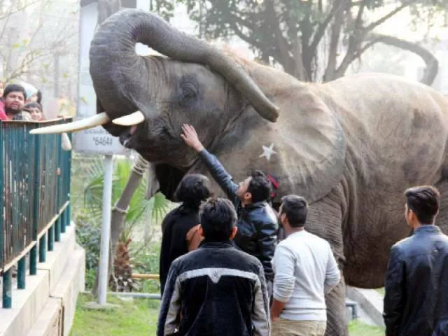 suzi raises her trunk as a group of zoo visitors pet her photo ayesha mir express suzi raises her trunk as a group of zoo visitors pet her photo ayesha mir express