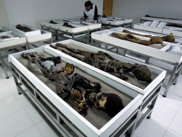 chinchorro mummies are seen inside azapa 039 s san miguel museum in arica city north santiago photo reuters