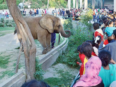 zoo s adored suzi dies lonely at 35