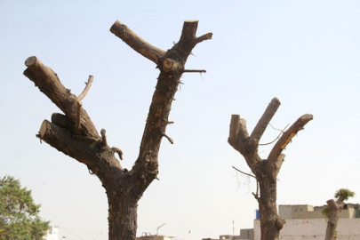 lahore losing trees by thousands