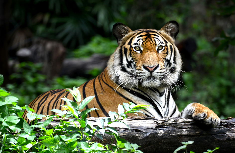the sumatran tiger is the smallest of the tiger species and is distinguished by thick black stripes on its orange coat photo file