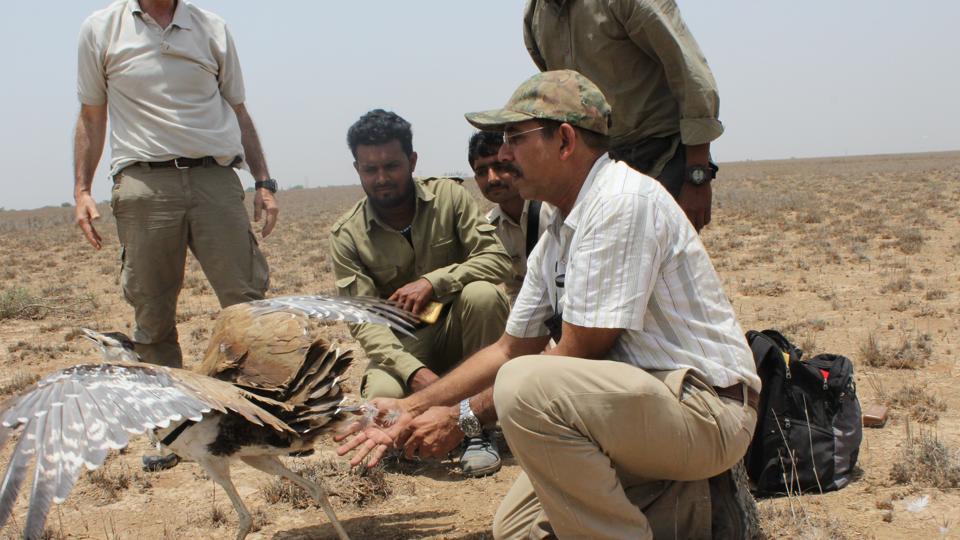 through the radio tags the wildlife institute of india wants to find out whether windmills and transmission lines in rajasthan and gujarat are also responsible for the gib s declining numbers photo hindustan times