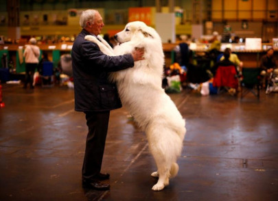 dogs can talk to humans study reveals dogs can talk to humans study reveals