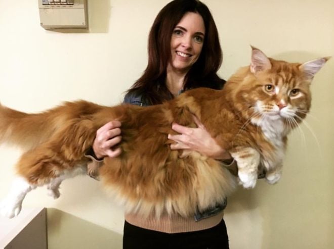 omar the longest cat with his owner photo courtesy instagram omar mainecoon