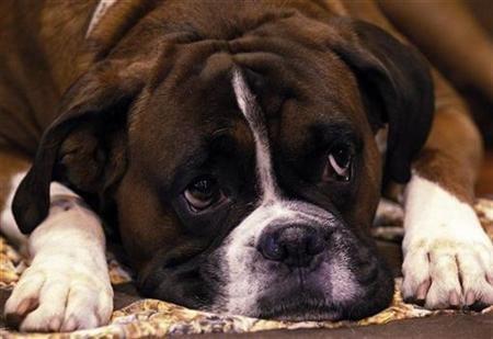 a boxer dog rests in his stall photo reuters