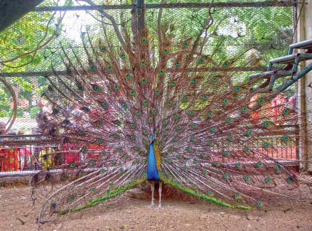 ailing peafowls wildlife dept claims hype being created over death toll