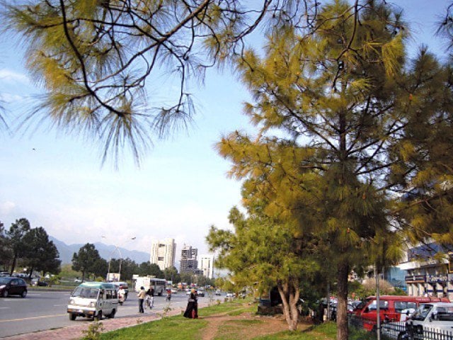 to control the spread of pollen allergy male paper mulberry trees will be removed from residential areas by december photo express