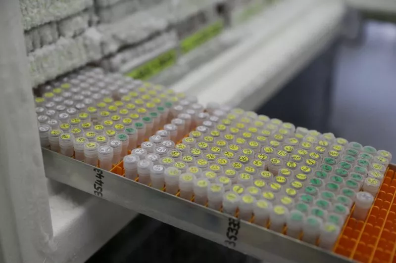despite their potential just 16 percent of the plants kew seen in 2016 during a plant dna extraction process recorded as being for medical use are cited in regulatory publications photo afp despite their potential just 16 percent of the plants kew seen in 2016 during a plant dna extraction process recorded as being for medical use are cited in regulatory publications photo afp