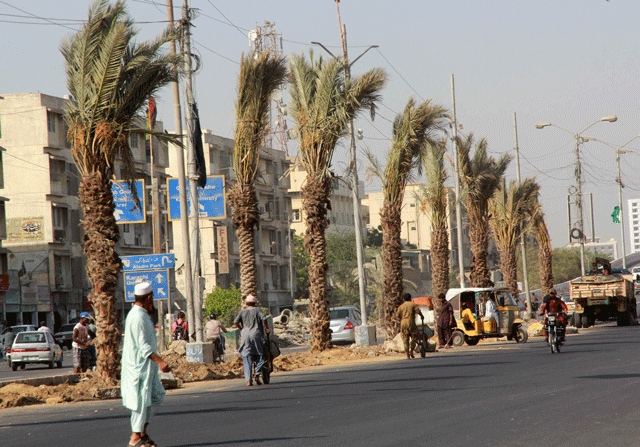 just a week ago the sindh local government directorate transplanted around 100 date palms on the median of the recently renovated university road they intend to plant a total 250 date palms on the thoroughfare photo athar khan just a week ago the sindh local government directorate transplanted around 100 date palms on the median of the recently renovated university road they intend to plant a total 250 date palms on the thoroughfare photo athar khan
