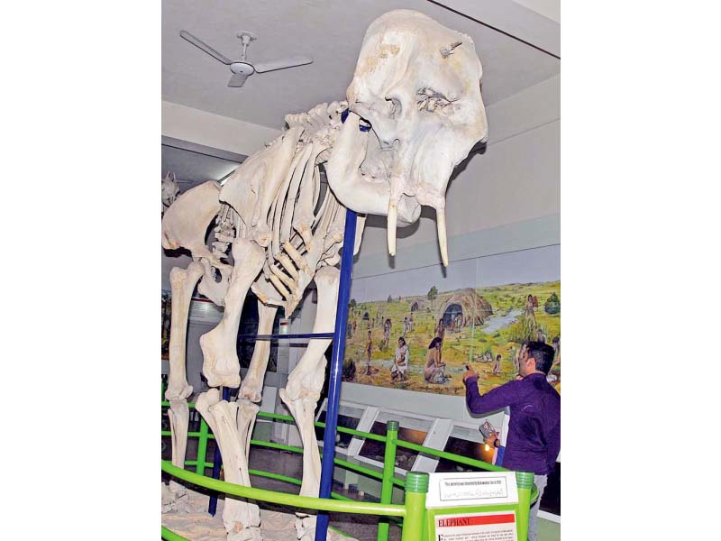 visitors look at the skeleton of a prehistoric elephant at the natural history museum photo app