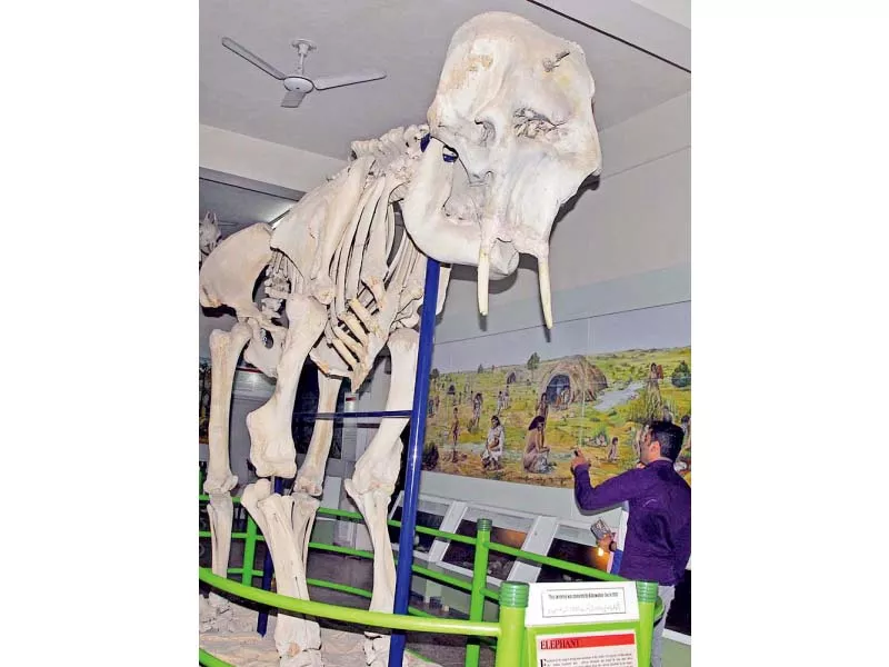visitors look at the skeleton of a prehistoric elephant at the natural history museum photo app visitors look at the skeleton of a prehistoric elephant at the natural history museum photo app