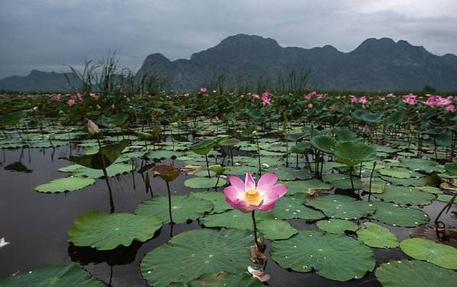 lotus flowers blossom in the khao sam roi yot national park in southern thailand photo afp lotus flowers blossom in the khao sam roi yot national park in southern thailand photo afp