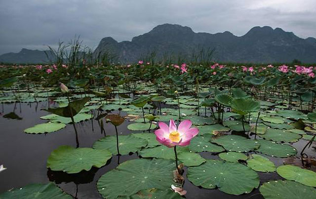 lotus flowers blossom in the khao sam roi yot national park in southern thailand photo afp
