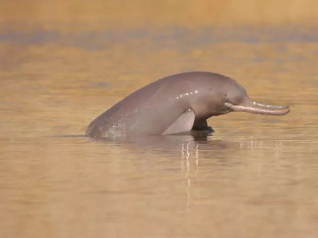 indus river dolphin photo wwf pakistan indus river dolphin photo wwf pakistan