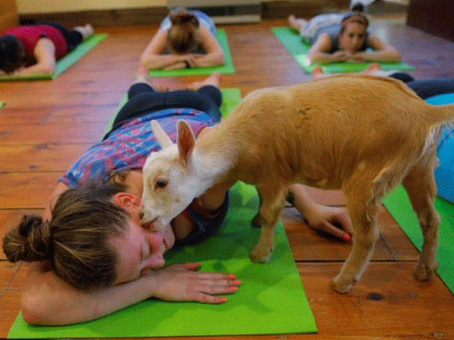 a goat licks julia lewis during a yoga class with eight students and five goats at jenness farm in nottingham new hampshire us may 18 2017 picture taken may 18 2017 photo reuters a goat licks julia lewis during a yoga class with eight students and five goats at jenness farm in nottingham new hampshire us may 18 2017 picture taken may 18 2017 photo reuters