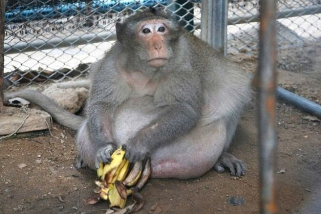 fitness is for everyone uncle fat on strict diet