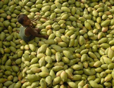 mango farmers fear loss as intense heat damages crop mango farmers fear loss as intense heat damages crop