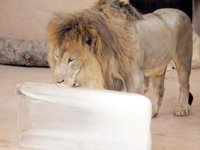 zoo visitors shocked by apathy towards animals zoo visitors shocked by apathy towards animals