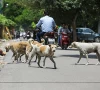 dog bites surge across the city