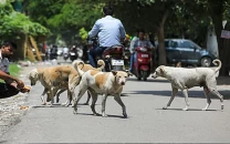 dog bites surge across the city dog bites surge across the city