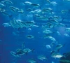 lahore zoo aquarium welcomes 100 fish from 15 species