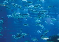 lahore zoo aquarium welcomes 100 fish from 15 species lahore zoo aquarium welcomes 100 fish from 15 species