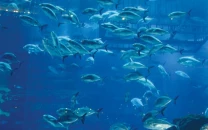 lahore zoo aquarium welcomes 100 fish from 15 species lahore zoo aquarium welcomes 100 fish from 15 species