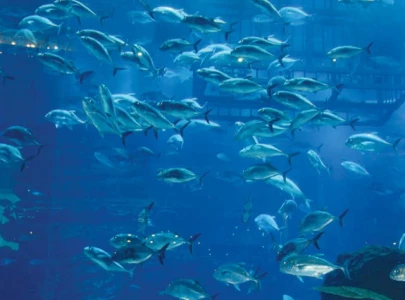 lahore zoo aquarium welcomes 100 fish from 15 species