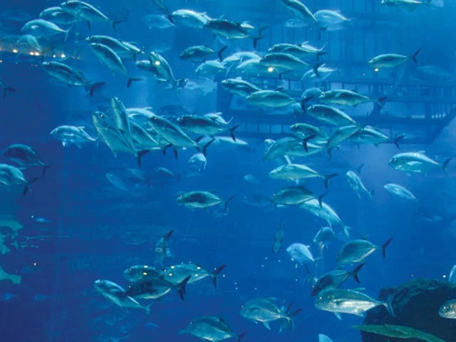 Lahore Zoo aquarium welcomes 100 fish from 15 species