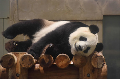 eleven year old female giant panda shin shin takes a rest in her cage at tokyo 039 s ueno zoo on may 24 2017 shin shin who was brought to ueno zoo from china has been showing signs of pregnancy since last week after mating with male ri ri in february according to zoo officials photo afp