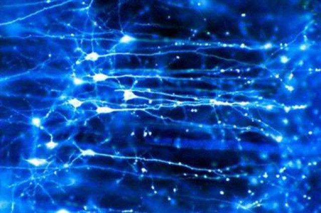 neurons in the brain photo reuters neurons in the brain photo reuters