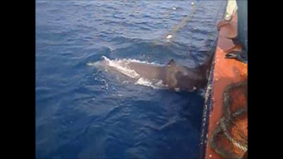 fishermen rescue dolphin trapped in fishing net off balochistan coast fishermen rescue dolphin trapped in fishing net off balochistan coast