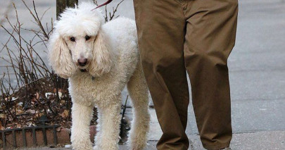 naughty poodle scoops up prize at cannes