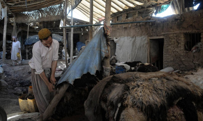 tanners pleased with removal of customs duty on raw hides tanners pleased with removal of customs duty on raw hides