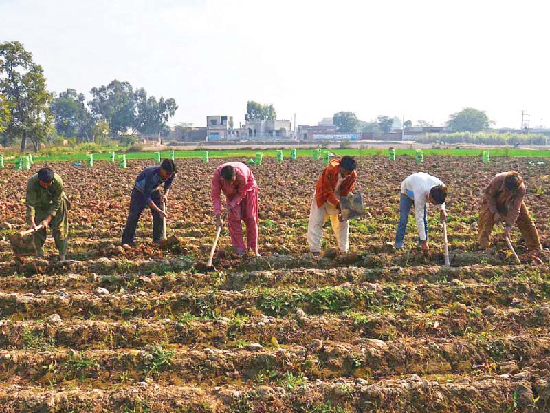 around 43 increase in agricultural loans has been proposed in the new budget photo online