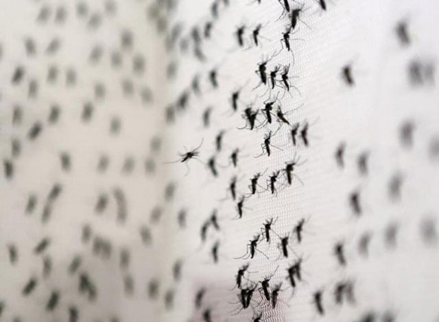 aedes aegypti mosquitoes are seen inside oxitec laboratory in campinas brazil on february 2 2016 photo reuters file aedes aegypti mosquitoes are seen inside oxitec laboratory in campinas brazil on february 2 2016 photo reuters file