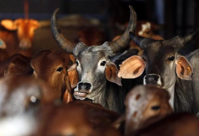 rescued cattle are seen at a 039 039 goushala 039 039 or cow shelter run by bharatiya gou rakshan parishad an arm of the hindu nationalist group vishwa hindu parishad vhp at aangaon village in maharashtra february 20 2015 photo reuters