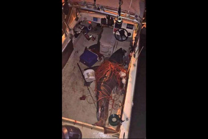 great white shark jumps into australian fisherman s boat