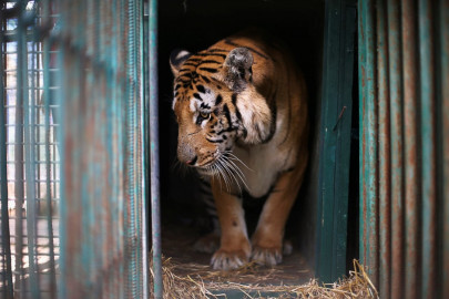 british zoo probes keeper s mauling by tiger