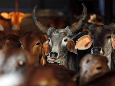 indian court suspends controversial cow slaughter ban