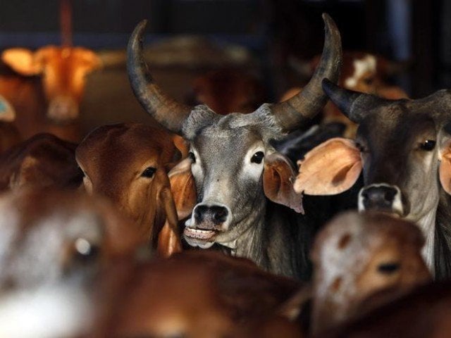 the govt last week prohibited the sale and purchase of cows for slaughter across india photo reuters