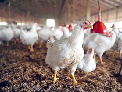 poultry shortage feared in coming weeks