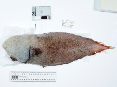 faceless fish among weird deep sea australian finds
