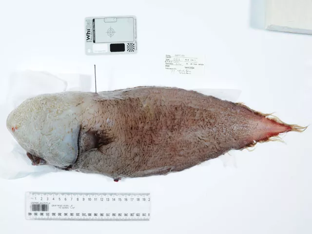 this undated handout photograph received from museums victoria in melbourne on may 31 2017 shows a faceless fish which has only been recorded once before by the pioneering scientific crew of hms challenger off papua new guinea in 1873 photo afp this undated handout photograph received from museums victoria in melbourne on may 31 2017 shows a faceless fish which has only been recorded once before by the pioneering scientific crew of hms challenger off papua new guinea in 1873 photo afp
