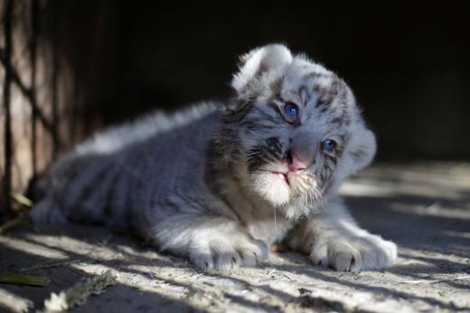 a newborn white siberian tiger cub is pictured in its enclosure at san jorge zoo in ciudad juarez mexico photo reuters