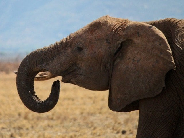 the elephant strayed into the village killing a 12 year old girl among others the elephant strayed into the village killing a 12 year old girl among others