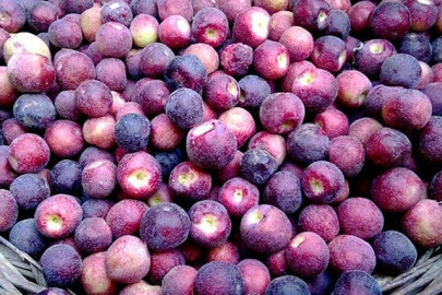 falsa brings immense relief to heat stricken people falsa brings immense relief to heat stricken people