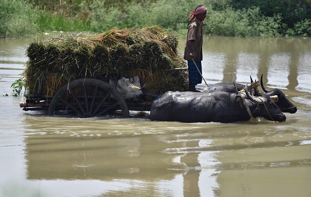 an indian farmer transports harvested paddy on a buffalo cart through flood waters in mayong village in morigaon district of assam state in india on june 6 2017