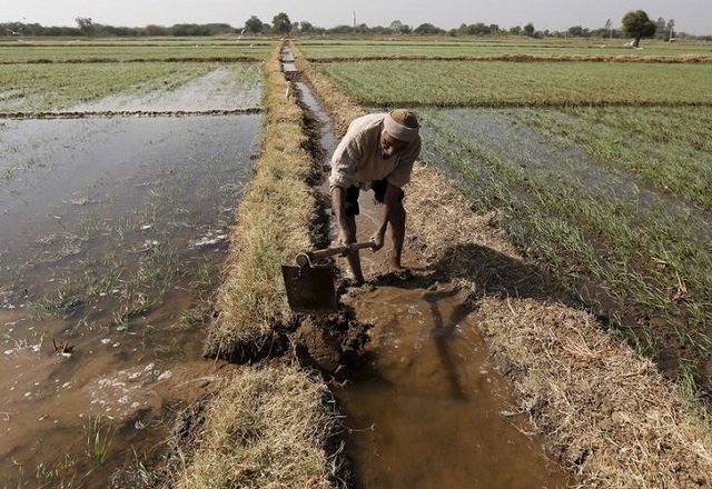 a farmer channels water to irrigate his wheat field on the outskirts of ahmedabad india photo reuters