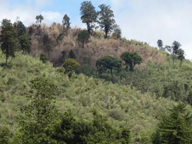 forests play a major role in keeping the air clean producing oxygen and addressing climate change photo reuters forests play a major role in keeping the air clean producing oxygen and addressing climate change photo reuters
